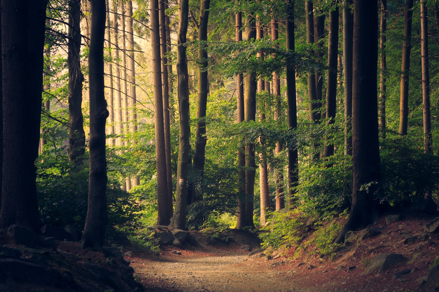 Bosque y neutralidad de carbono