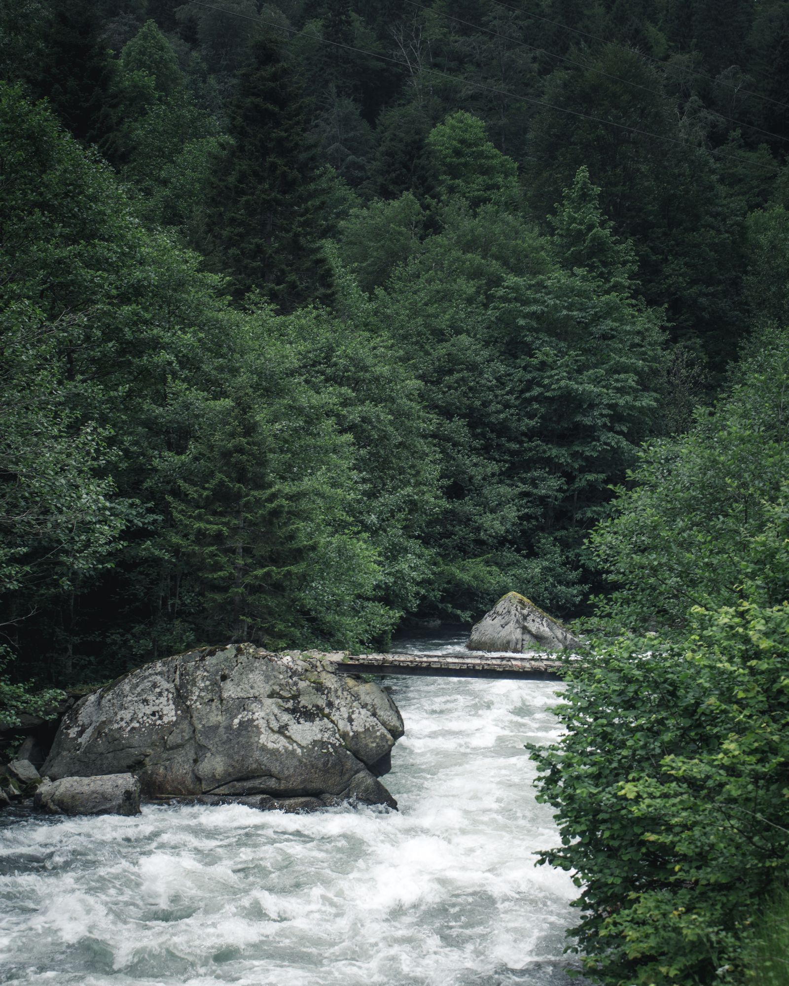 Cauce de un río rodeado de vegetación