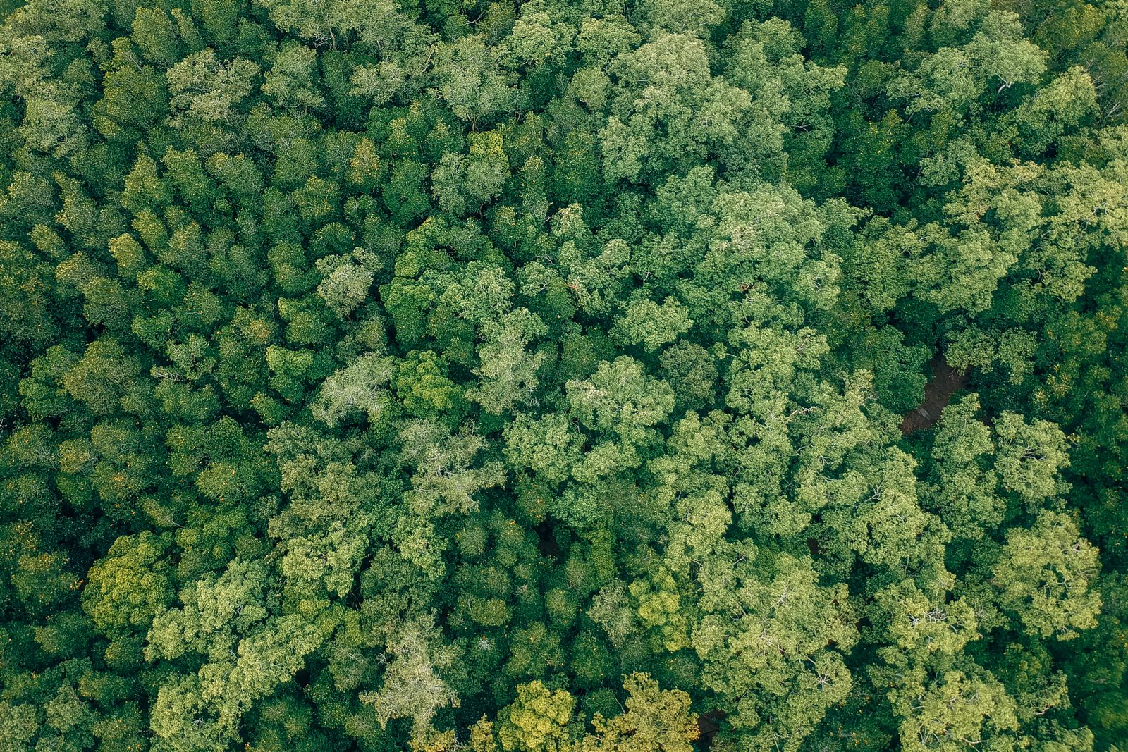 Bosque verde frondoso visto desde el aire